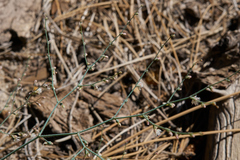 Eriogonum apiculatum
