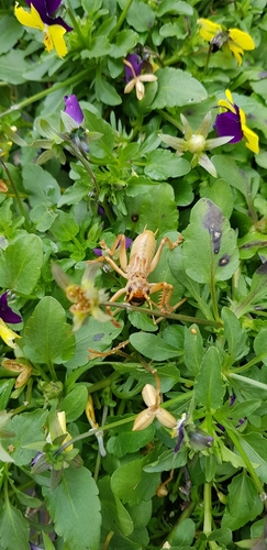 Photo of Australian raspy cricket (Pterapotrechus salomonoides)