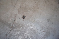 Mastigoproctus giganteus