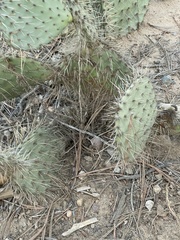 Opuntia × occidentalis