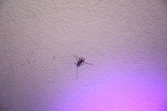 Mastigoproctus giganteus