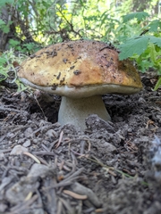 Boletus edulis grandedulis