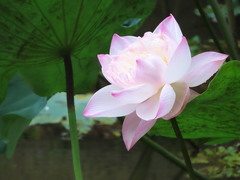 Nelumbo