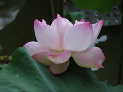 Nelumbo