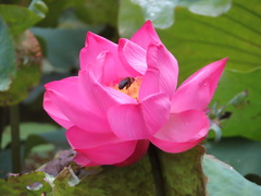 Nelumbo