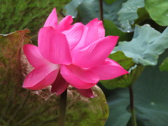 Nelumbo