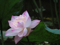 Nelumbo