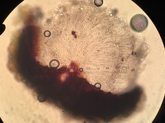 Segestria lectissima