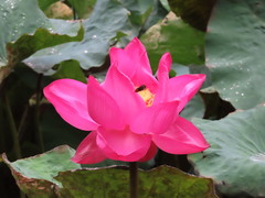 Nelumbo
