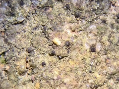 Segestria lectissima