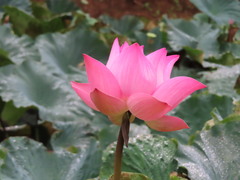 Nelumbo