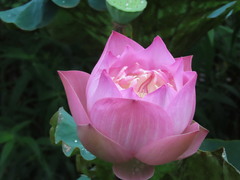 Nelumbo