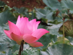 Nelumbo