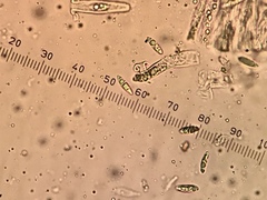 Segestria lectissima