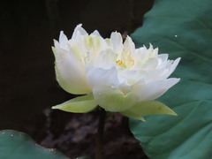 Nelumbo