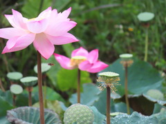 Nelumbo