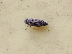 Amblysellus curtisii