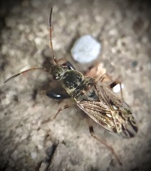 Pseudopachybrachius basalis