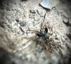 Pseudopachybrachius basalis
