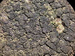 Halecania pepegospora