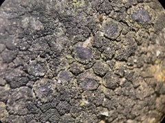 Halecania pepegospora