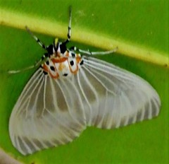 Neochera dominia