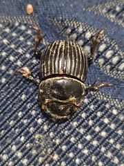 Dichotomius carolinus