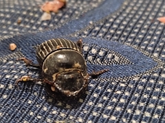 Dichotomius carolinus