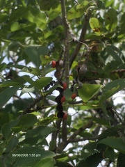 Erythrina folkersii