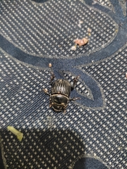 Dichotomius carolinus