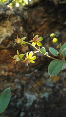 Sphedamnocarpus pruriens pruriens