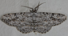 Stenoporpia
