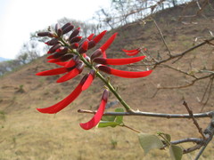 Erythrina folkersii