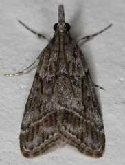 Eudonia rectilinea