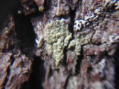 Pertusaria pustulata