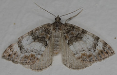 Dysstroma mancipata