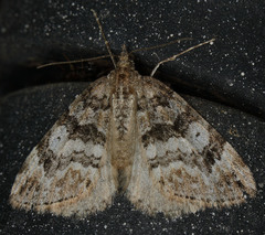 Dysstroma mancipata
