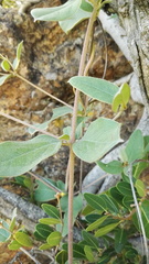 Sphedamnocarpus pruriens pruriens
