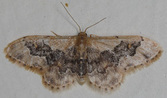 Idaea occidentaria