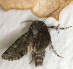 Lacinipolia strigicollis