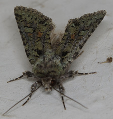 Lacinipolia strigicollis