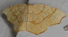 Nematocampa brehmeata
