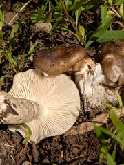 Hygrophorus