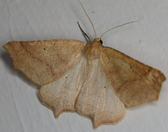 Prochoerodes truxaliata