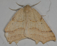 Prochoerodes truxaliata