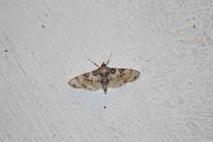 Azochis rufidiscalis