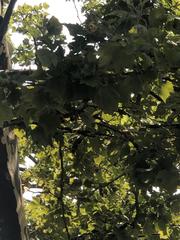 Platanus occidentalis