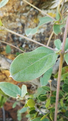 Sphedamnocarpus pruriens pruriens