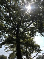 Platanus occidentalis