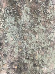 Platanus occidentalis